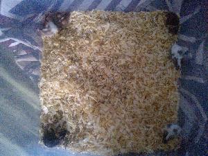 Uros hiirenpoikasia kotia vailla. Luovutusikäisiä, lyhyt- ja pitempikarvaisia. Hinta 10e/kpl, useamman ostajalle alennusta.