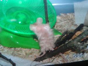 Joudumme luopumaan allergian vuoksi vasta meille saapuneista minihiiritytöistä. Tytöt ovat noin 8 viikkoa vanhoja eli pari viikkoa yli luovutusiän. Toinen on kiharakarvainen vaalea ja toinen sileäkarvainen siamese värinen. Todella kilttejä ja kesyjä tyttöjä ja vain hyvään kotiin! Maksoimme heistä 50 euroa yhteensä, myymme 15 eur/nenu. Tytöt ovat siis minihiiriä joten normaalia hiiriä pienempiä. Kertoisitko yhteydenotossa millaiseen kotiin tytöt pääsisivät. Terraariota emme voi myydä mukaan mutta annamme mukaan keraamisen kodin, juoksupyörän ja juomapullon. Kaikki uusia tytöille hankittuja. Emme myy tyttöjä alaikäiselle ilman vanhemman mukanaoloa. Luovutuksella on kiire pahenevien oireiden vuoksi!(kuljetus onnistuu lähialueelle)
