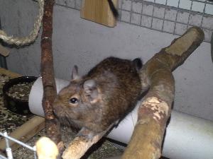 Myydään 2 degu naarasta tarvikkeineen.
Mukaan iso häkki 100cm x 50cm x n.160cm. Juoksupallo, juoksupyörä, heinää, puruja ja ruokaa.

Pakon edessä ollaan eläimistä luopumassa, joten hinnasta voidaan neuvotella. Tärkeintä hyvä koti.