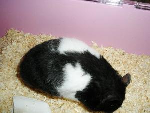 Veikeä seurallinen hamsteri kaipaa uutta kotia. Nimeltään Mortti rakastaa kiipeämistä ja on todella seurallinen eläin. Tykkää juosta juoksupallossa!. Hamsterin mukana tulee dösä/terraario, ruokaa, kaksi erilaista juoksupyörää, toinen on kiekko!. Ruokaakin tule emukana, muttei purut ei sisälly hintaan. Ainoastaan noutona!