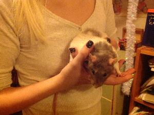 Annetaan hyvään kotiin terve naarasrotta, joka jäi yksin pari viikkoa sitten. Uudessa kodissa tulee olla vähintään yksi rotta sen seuraksi. 