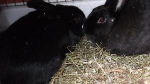 myydän kani harrastuksen lopetuksen takia niin 2 tervettä kania pois, tehneet yhden pesueen elikkä 2 kania + häkki/t